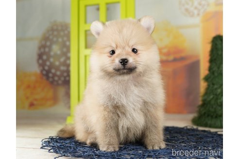 成約済の千葉県のポメラニアン-257791の2枚目